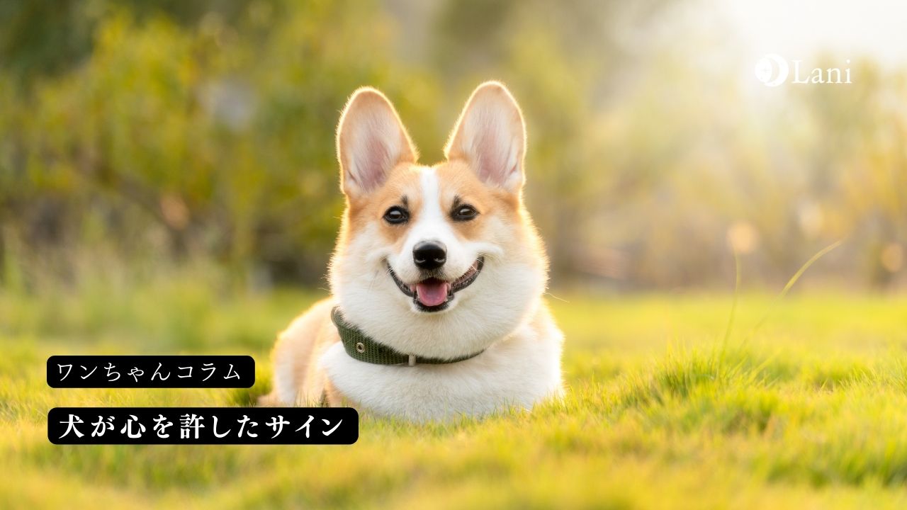 犬が心を許したサイン10つ