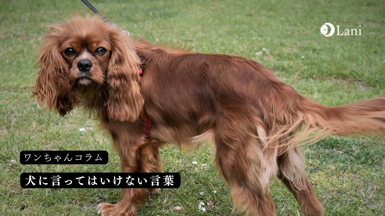 犬に言ってはいけない言葉7つといったときの対処法を解説