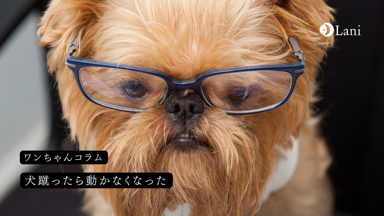 犬を蹴ったら動かなくなった