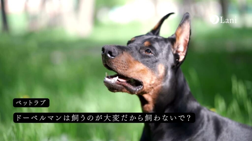 犬の名前をおしゃれに!2文字の名前50選! | ペットラブ