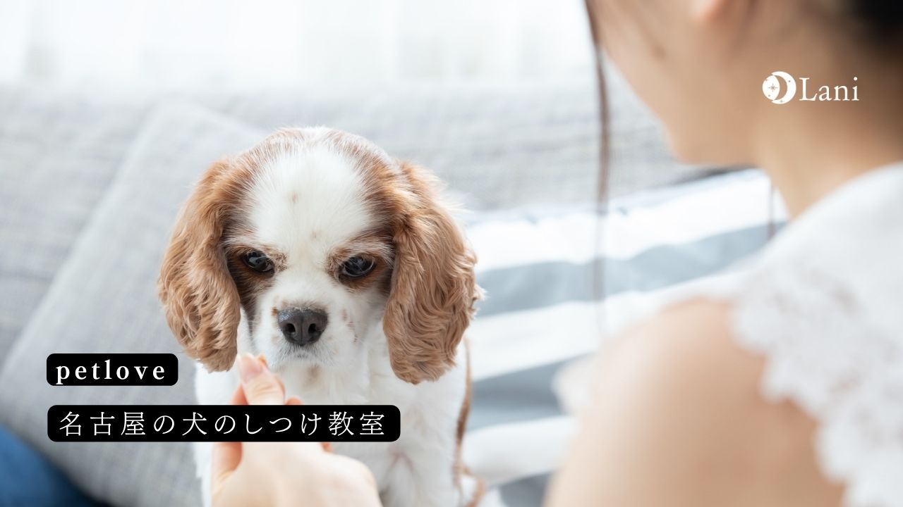 名古屋犬のしつけ教室のおすすめを紹介！