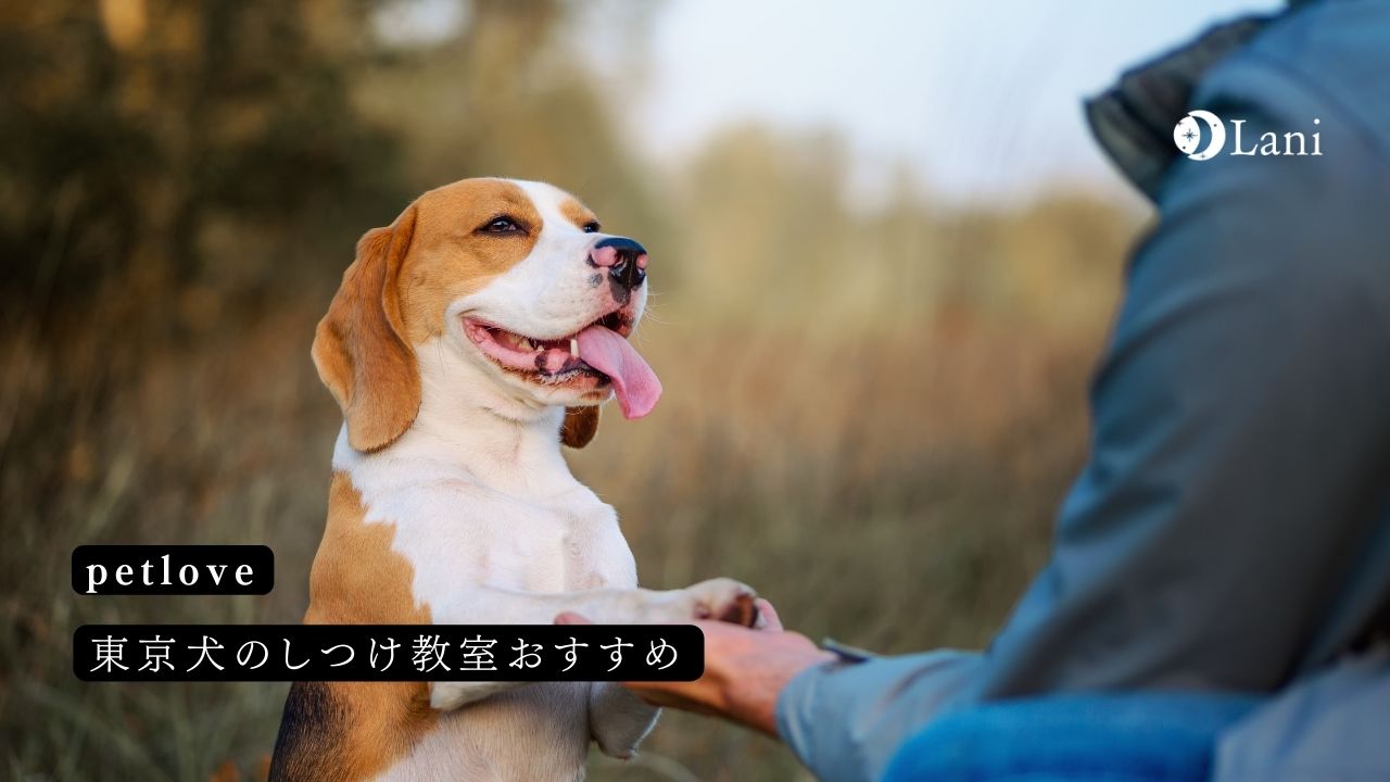 東京犬のしつけ教室おすすめ5選！