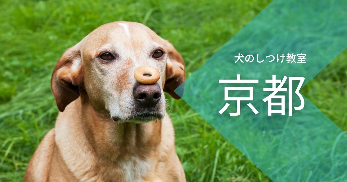 京都犬のしつけ教室のおすすめを紹介！