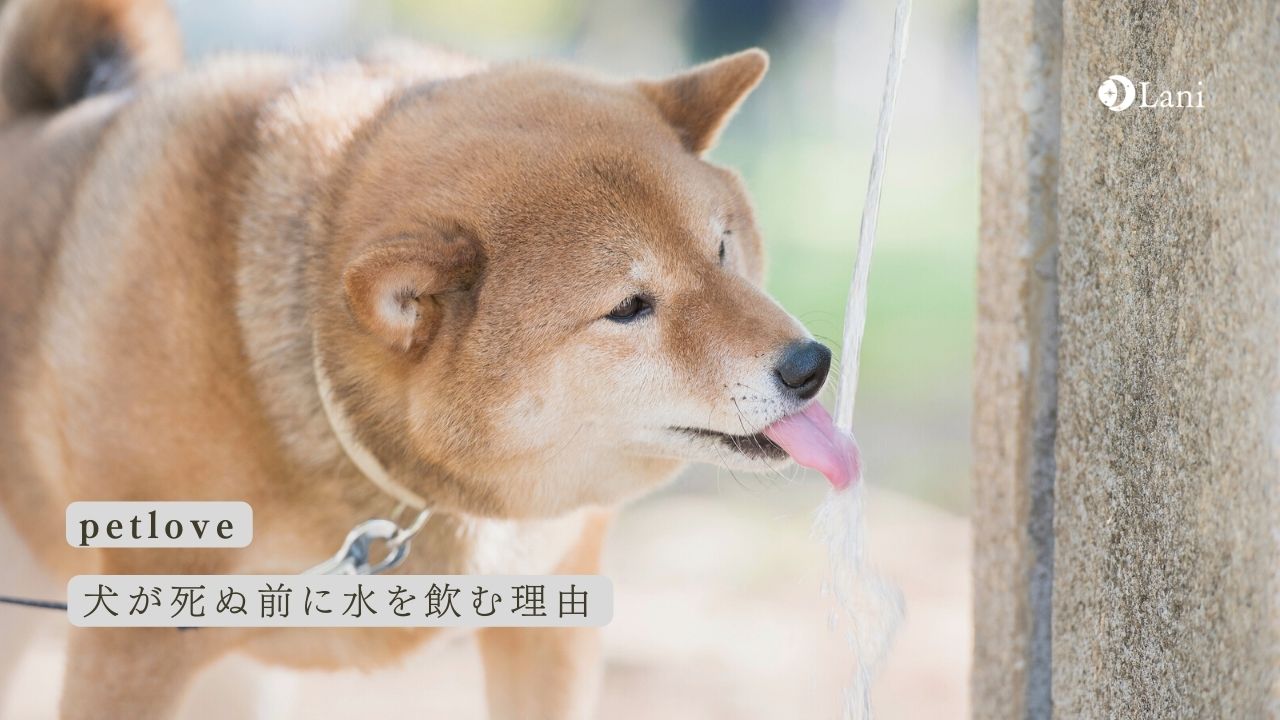 犬が死ぬ前に水を飲む理由