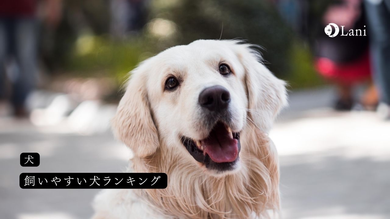 飼いやすい犬ランキング