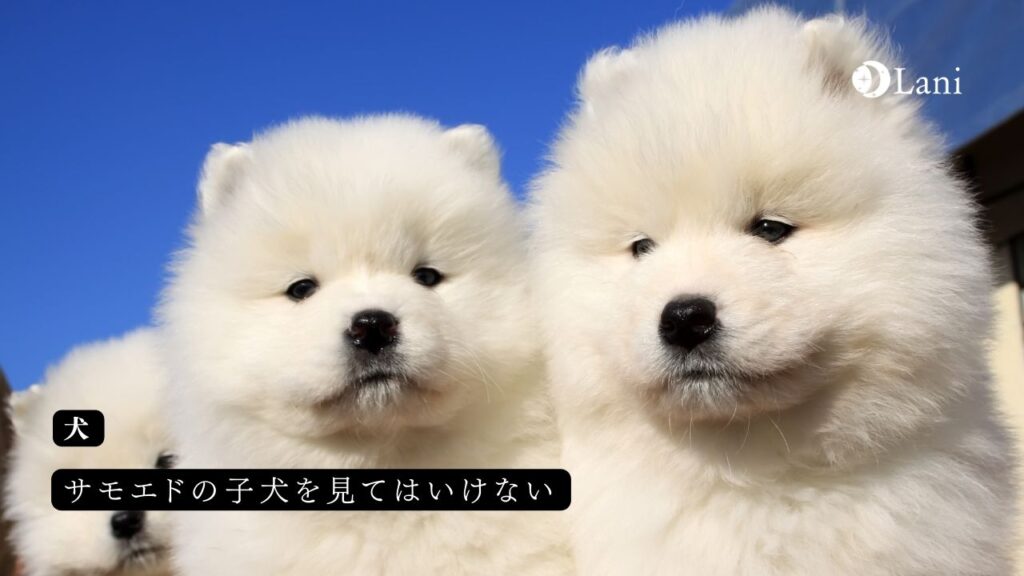 犬の名前をおしゃれに！2文字の名前50選！ | ペットラブ