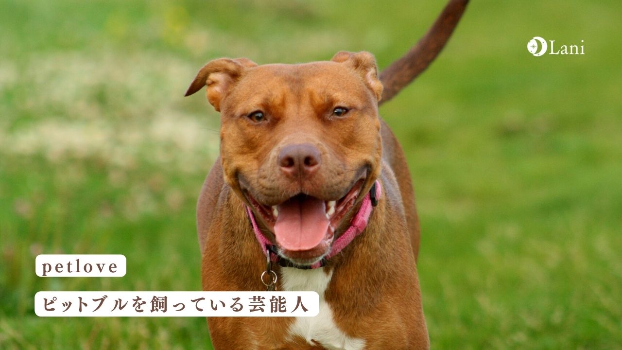 ピットブル飼ってる芸能人