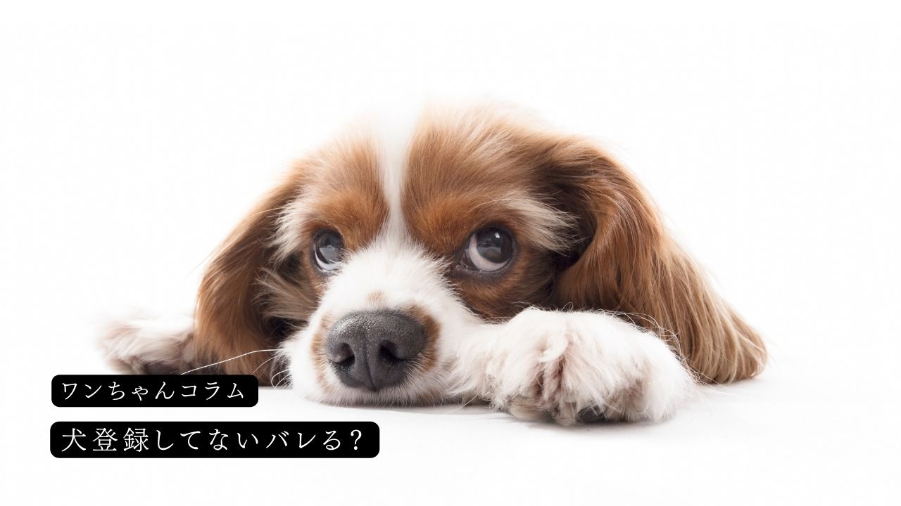 犬登録してないバレる？