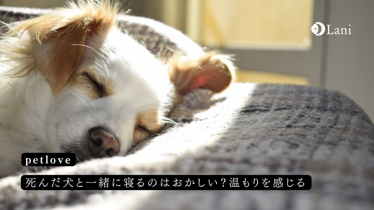 死んだ犬と一緒に寝るのはおかしい？温もりを感じる