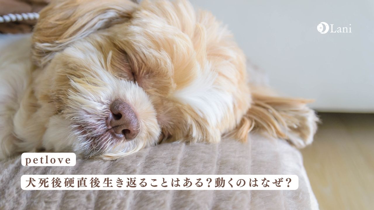 犬死後硬直後生き返ることはある？動くのはなぜ？