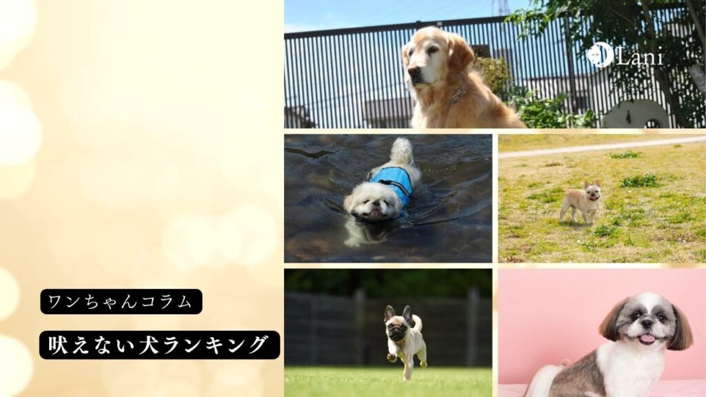 犬の名前をおしゃれに!2文字の名前50選! | ペットラブ