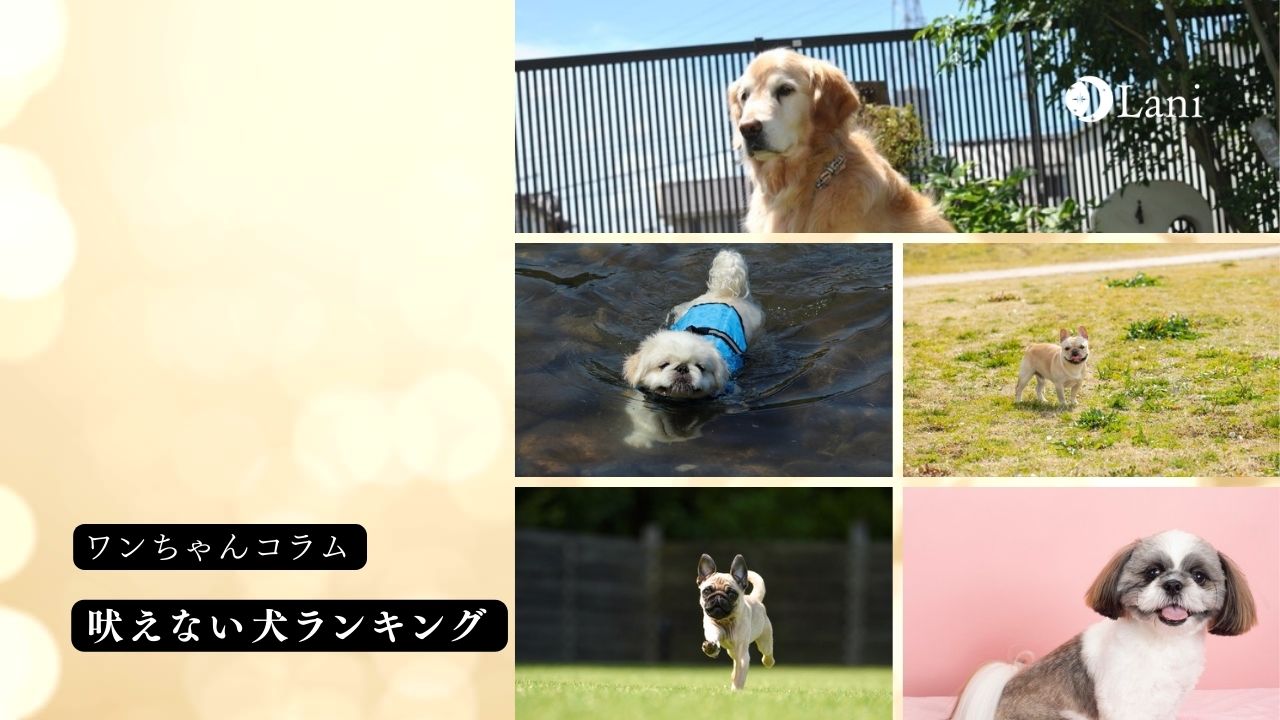 吠えない犬ランキング！犬が吠える理由も！