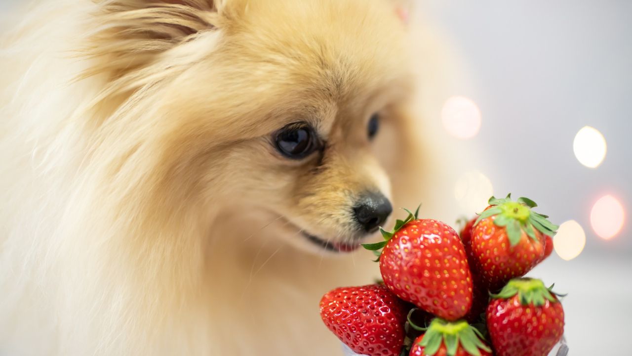 犬はいちごを食べれる？食べさせても大丈夫？