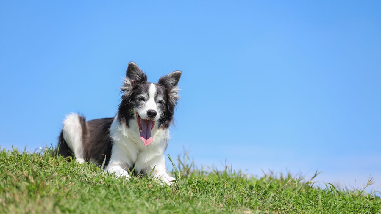 珍しい犬の名前【2文字】24選