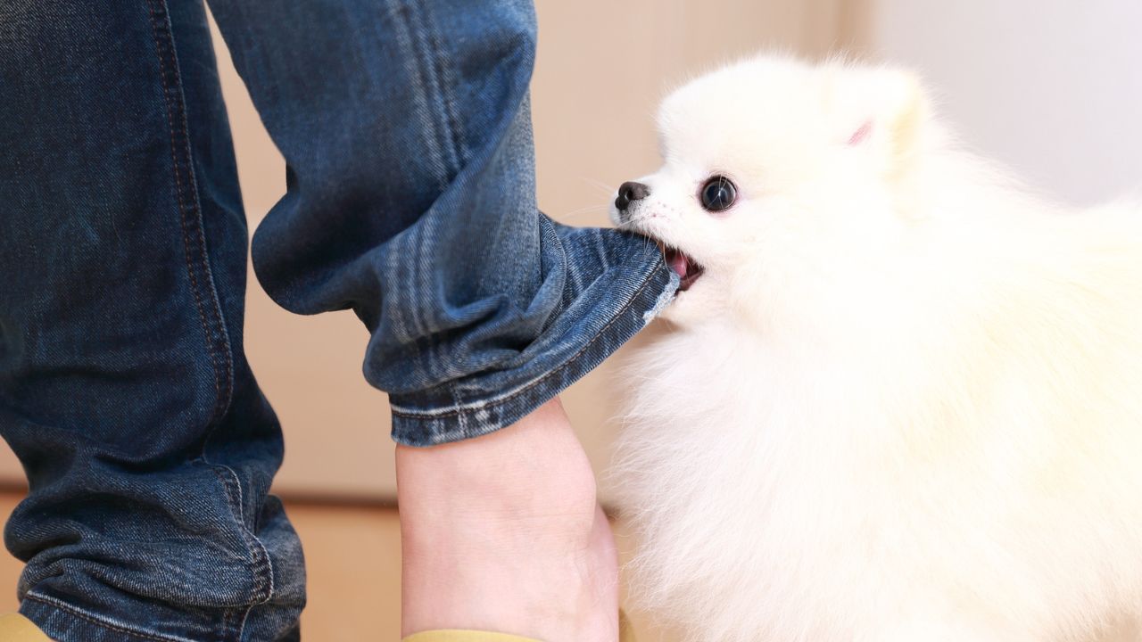 【犬】家族の中で噛む人と噛まない人の違い