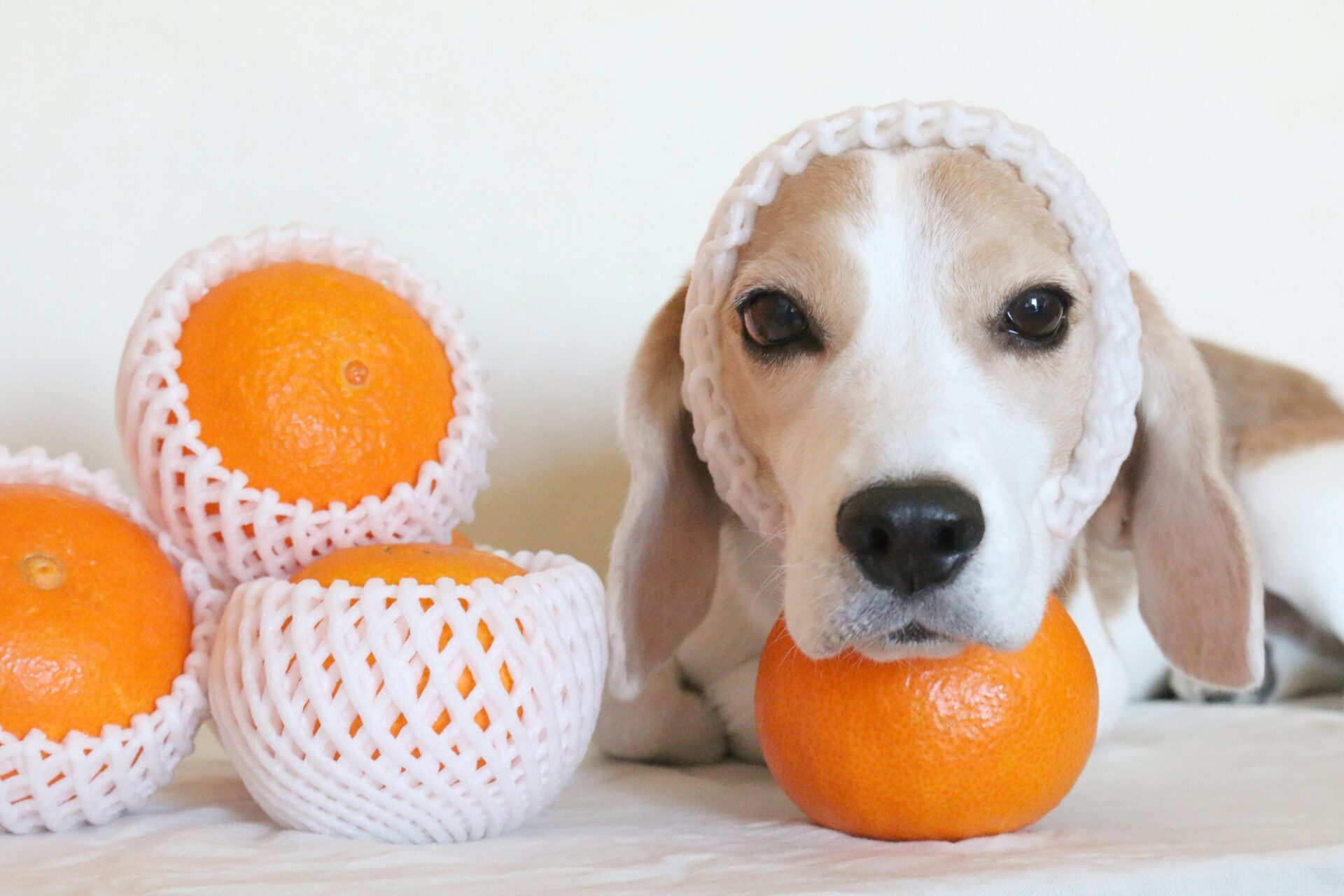 犬はみかんを食べれる大丈夫！食べていい理由