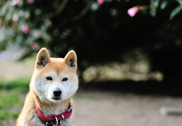 珍しい犬の名前 ニ文字 24選 ペットラブ