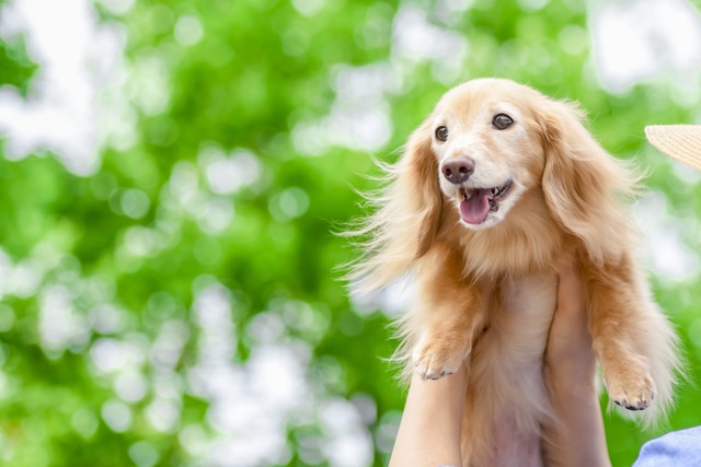 かわいらしい犬