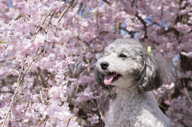 花と犬