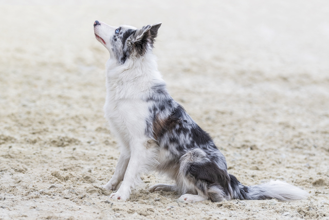 お座りしている犬