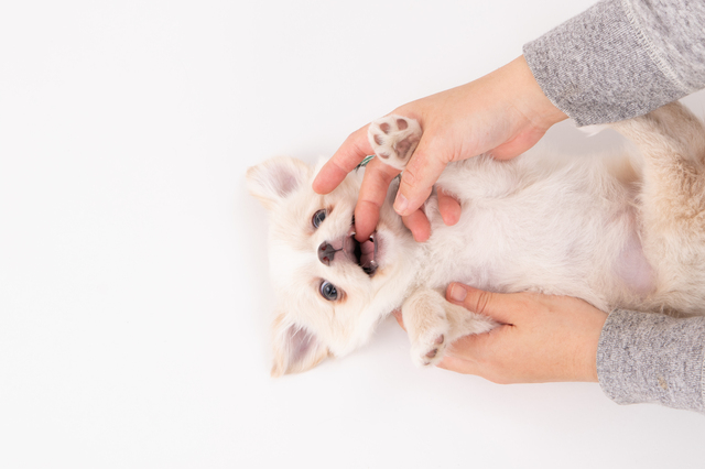 噛む犬