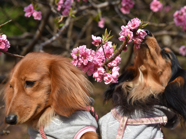 モモ、桃　犬