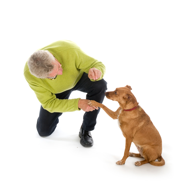 主人の言うことを聞く犬