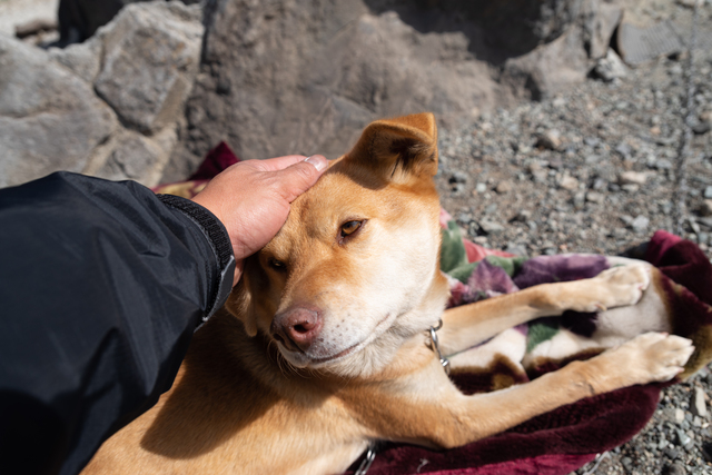 犬に触れる