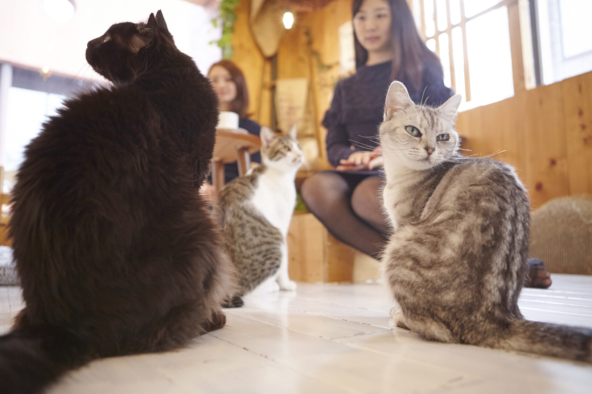 飼ってはいけない猫ランキング ペットラブ