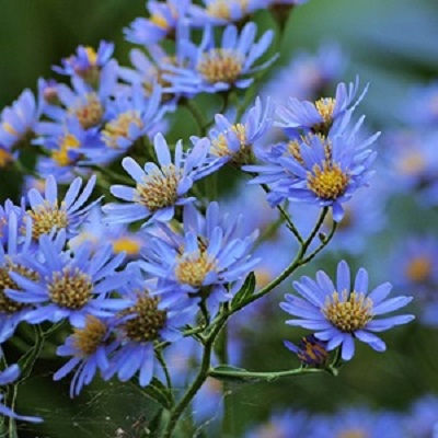 電話占い光華 天麻音先生