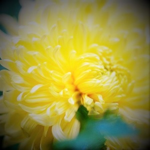 電話占い光華 風輝先生