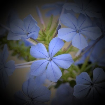 電話占い光華 伽威先生