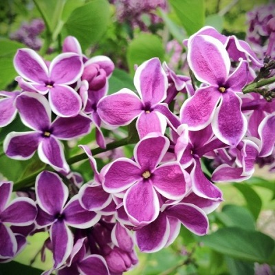 電話占い光華 聖花先生