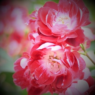 電話占い光華 舞姫先生