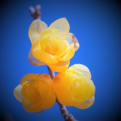 電話占い光華 雅奈先生