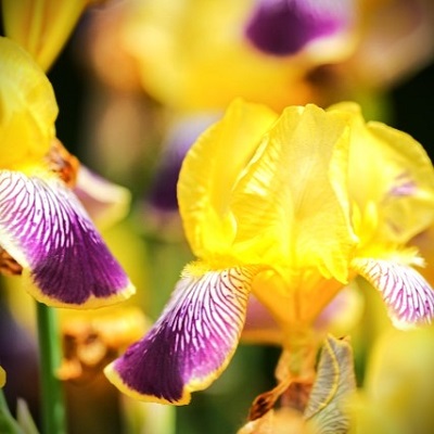 電話占い光華 真帝奈先生