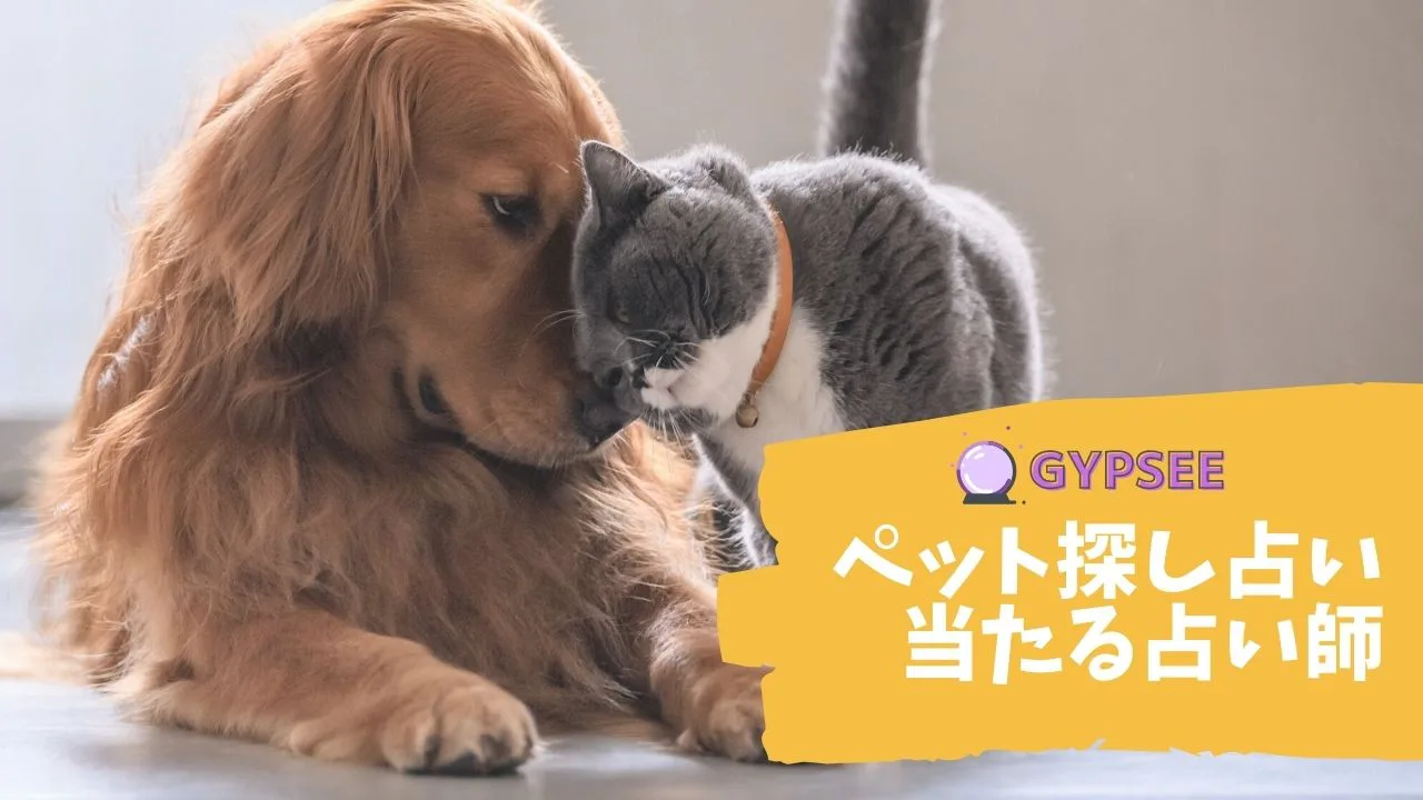ペット探し占い 迷子 行方不明の猫 犬やペットを霊視できる占い師