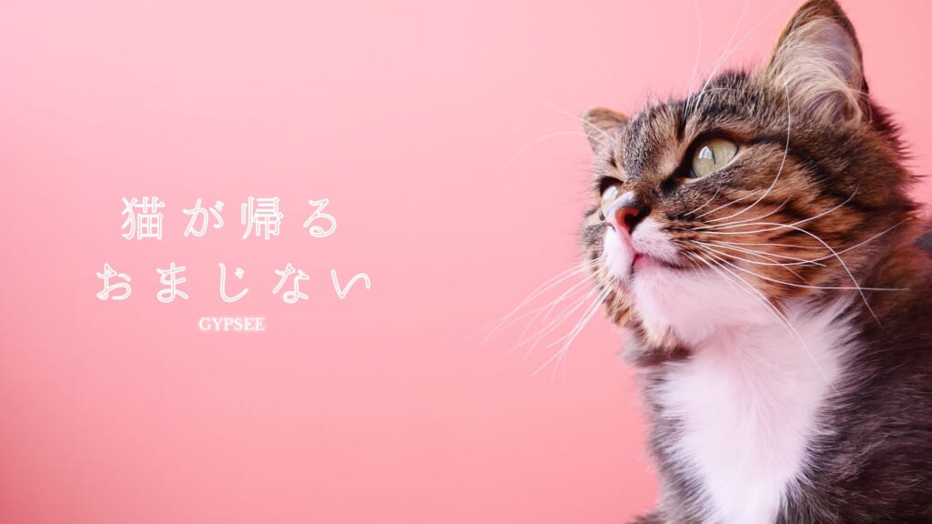 猫が帰ってくるおまじない！効果があった方法と体験談！