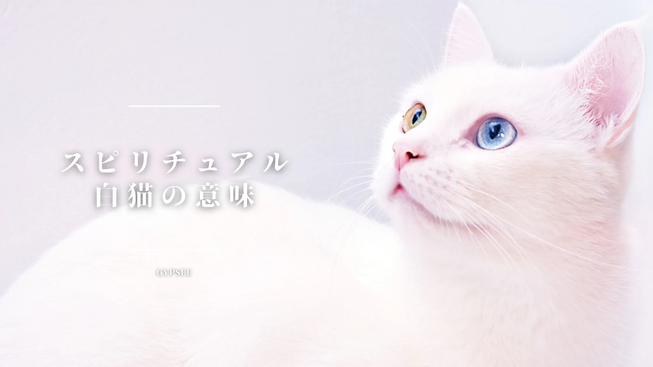 白い猫のスピリチュアル意味 ジンクスまとめ 完全版