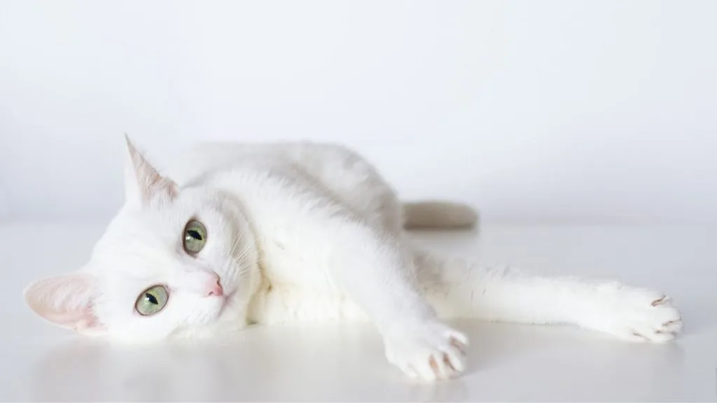 白い猫のスピリチュアル意味 ジンクスまとめ 完全版