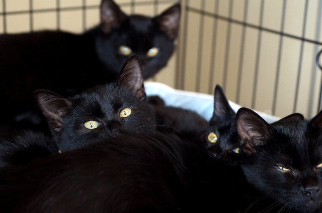 保護猫の黒猫たち