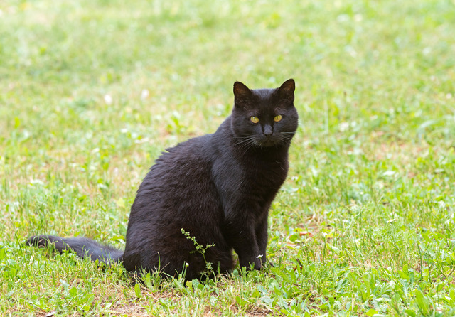 庭にいる黒猫