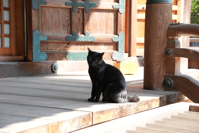 お寺にいる黒猫