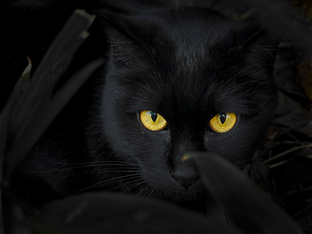 黒猫のスピリチュアルな悪い意味とは