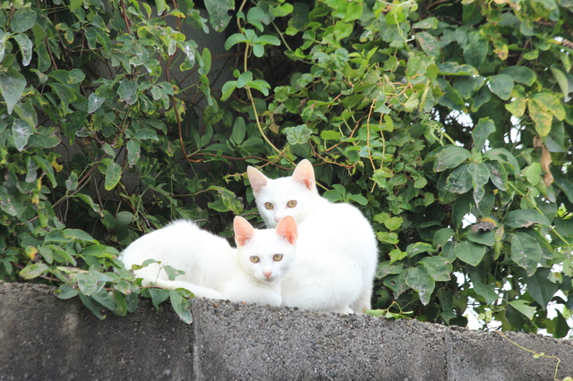2匹の白猫