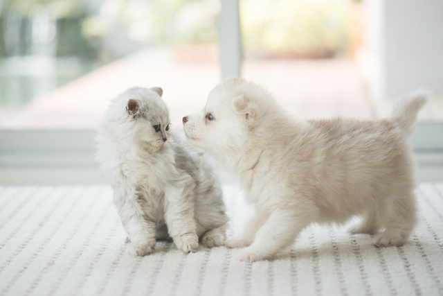 白い猫と白い犬