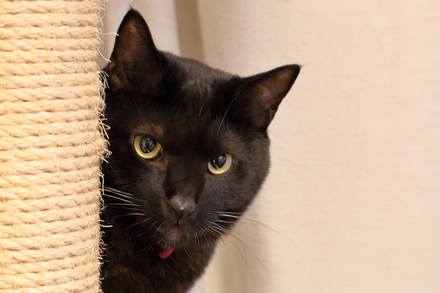 こちらを見ている黒猫