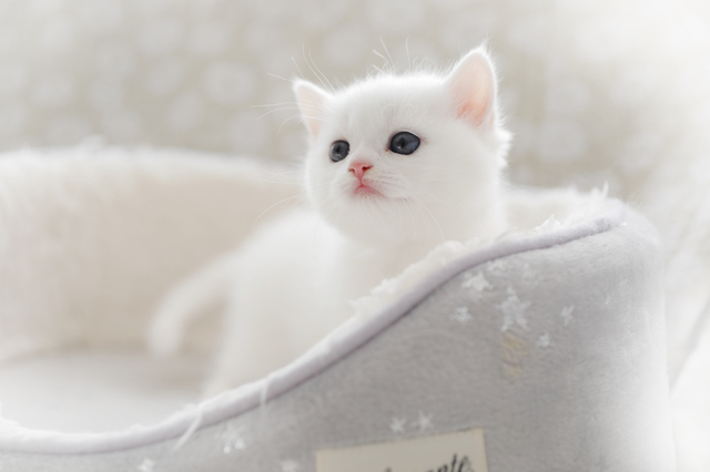 白猫の子猫