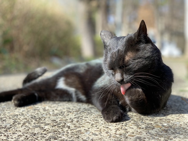 毛づくろいする黒猫