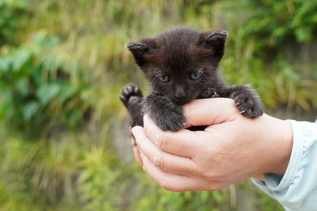 黒猫の子猫を手に持つ